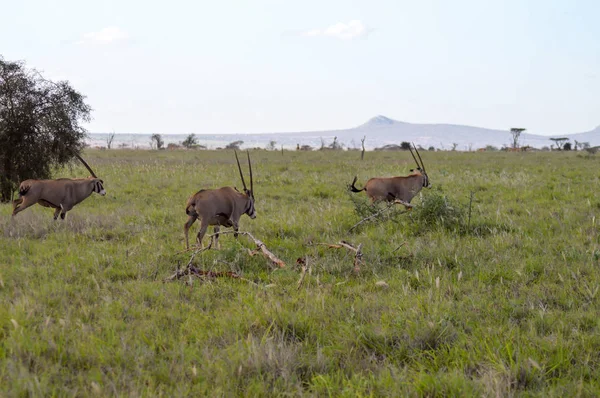Tres oryx pastando en la sabana —  Fotos de Stock