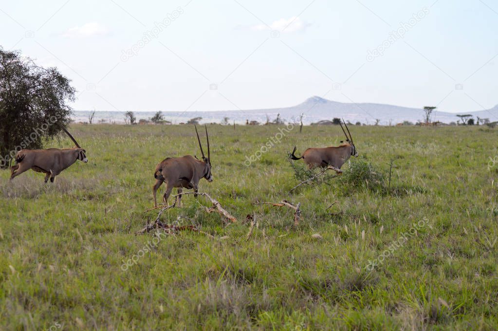 Three oryx grazing in the savanna 