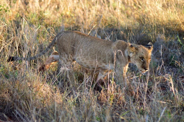 Lion cub wandelen in West — Stockfoto
