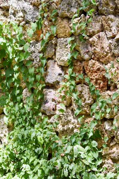 Ivy colonizando una vieja piedra marrón — Foto de Stock