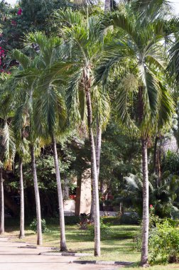 Satır ve palmiye ağaçlarının yol boyunca