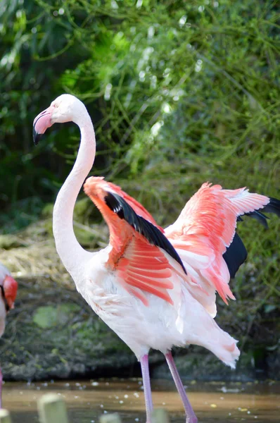 Közeli kép: a rózsaszín flamingók camargue — Stock Fotó