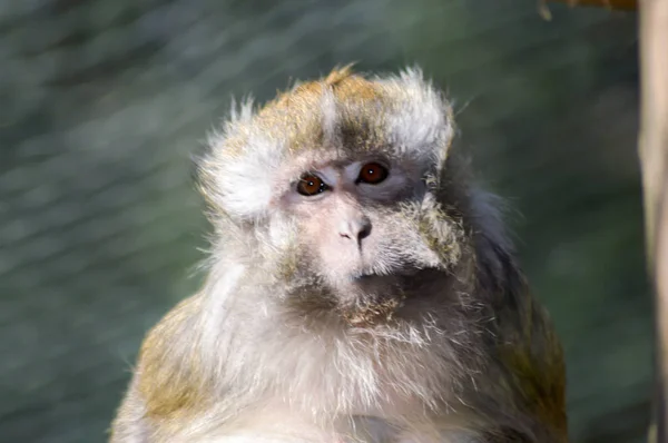 Aspecto de un crabier macaco en una pluma — Foto de Stock