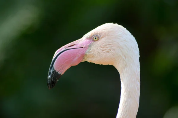Nahaufnahme auf dem Kopf eines Flamingos — Stockfoto