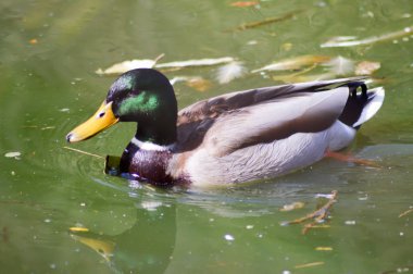 Yeşil yaka bir su ile ördek 