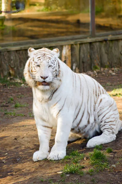 Look of a white Tiger