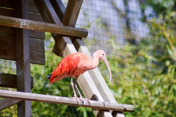 Red Ibis on a wooden perch — Stock Photo, Image