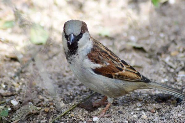 Sparrow posou em um solo arenoso — Fotografia de Stock