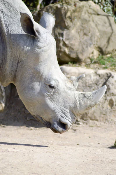Cabeza de rinoceronte sobre fondo rocoso — Foto de Stock