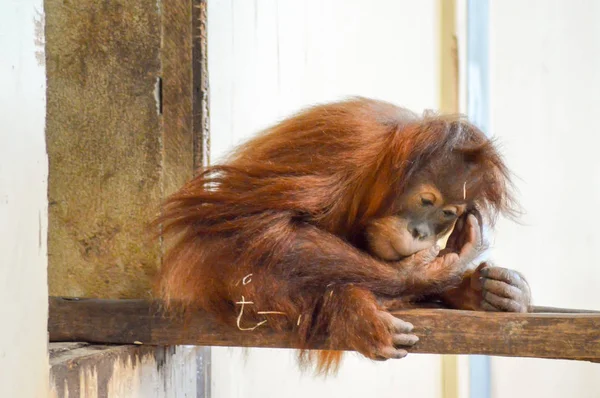 Mladá opice Orang-Outang — Stock fotografie