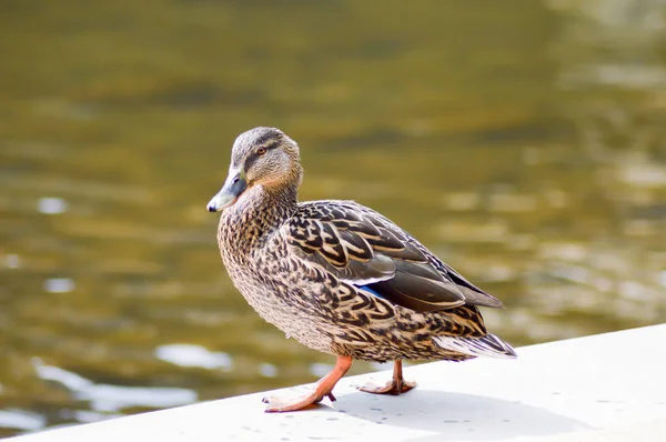 ほとりに茶色の鴨 — ストック写真
