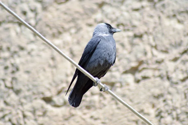 Schwarze Krähe am Seil — Stockfoto