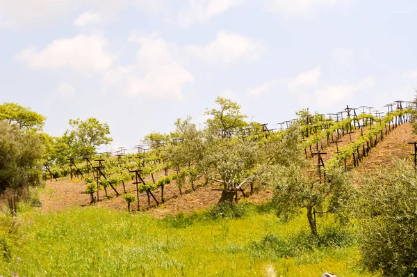 Vineyards and olive trees — Stock Photo, Image