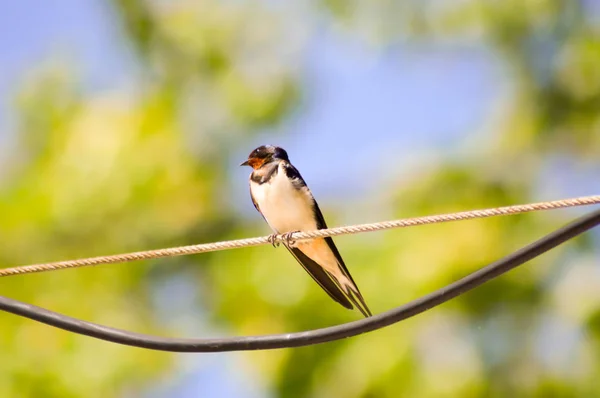 Swallow bir elektrik kablosu üzerinde poz verdi. — Stok fotoğraf