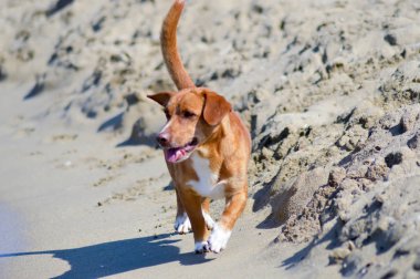 Önünde ishal kırmızı kuyruklu köpek 