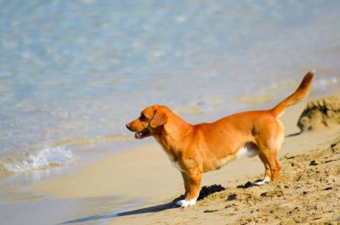 Kırmızı köpek önünde 