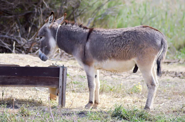 A donkey in front of his trough — Stock Photo, Image