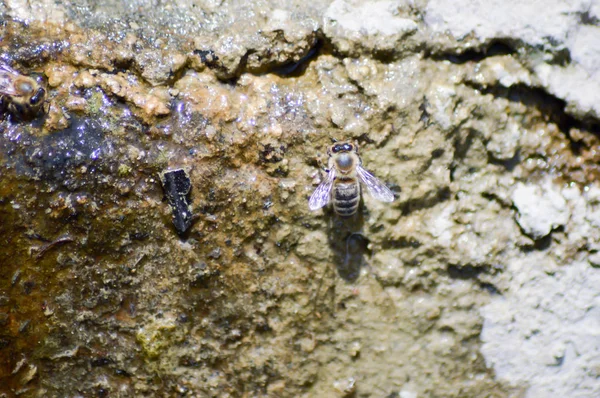 Uma abelha a beber água — Fotografia de Stock
