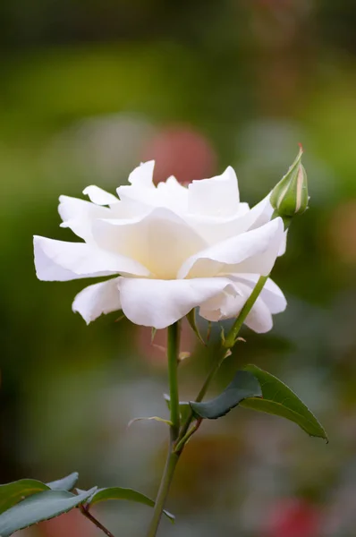 Rosa blanca en el jardín — Foto de Stock