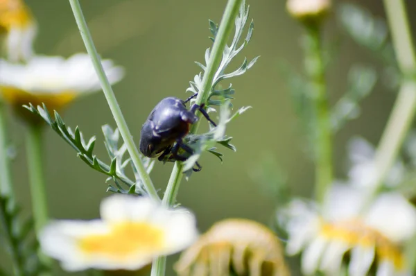 Escarabajo en un campo de margaritas —  Fotos de Stock