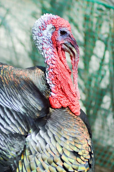 View of a turkey head — Stock Image View of a turkey head Royalty Free Stock Images