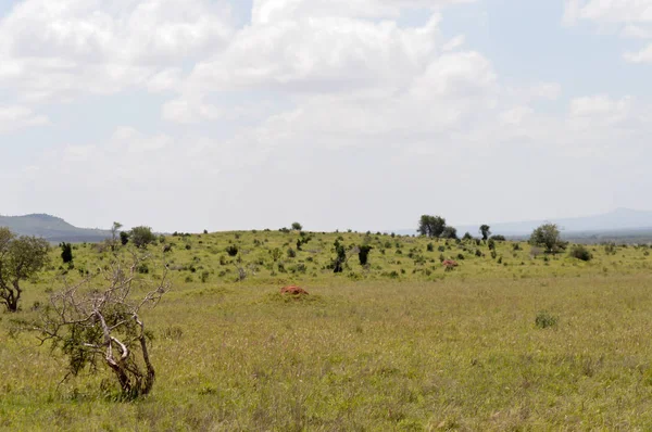 View of the Tsavo East savannah — Stock Photo, Image