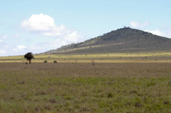 Вид на восточную саванну Цаво в Кении — стоковое фото