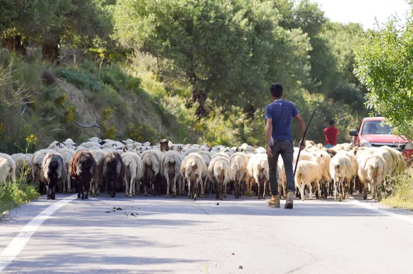 stock image Herds of sheep on a country road 