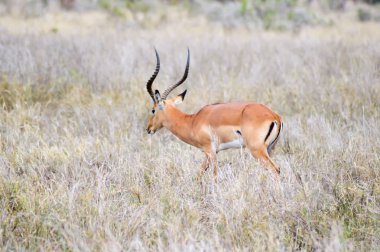 İzole Impala otlatma 