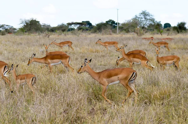 Tres Impalas en la sabana —  Fotos de Stock