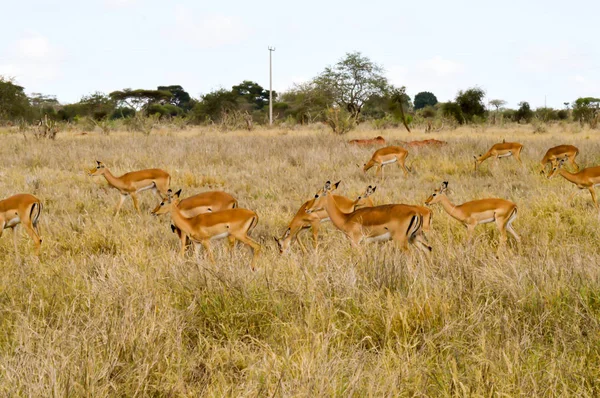 Trois Impalas dans la savane — Photo