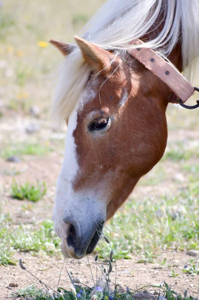 Голова коричневой лошади пасутся — стоковое фото