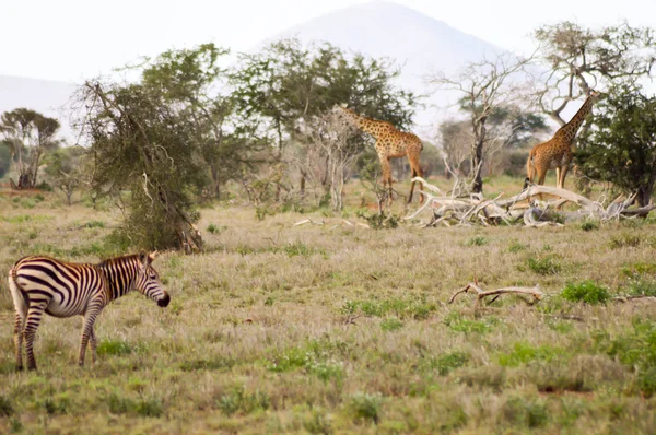 A Zebra és két zsiráfok legeltetés — Stock Fotó