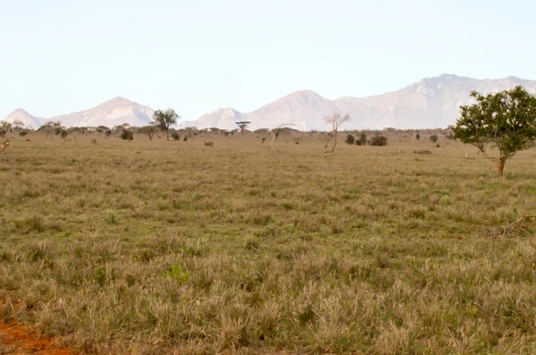 View of the Tsavo East savanna — Stock Photo, Image