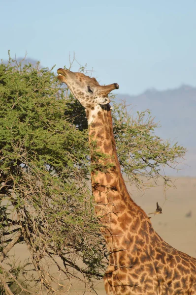 Isolated giraffe pulling tongue