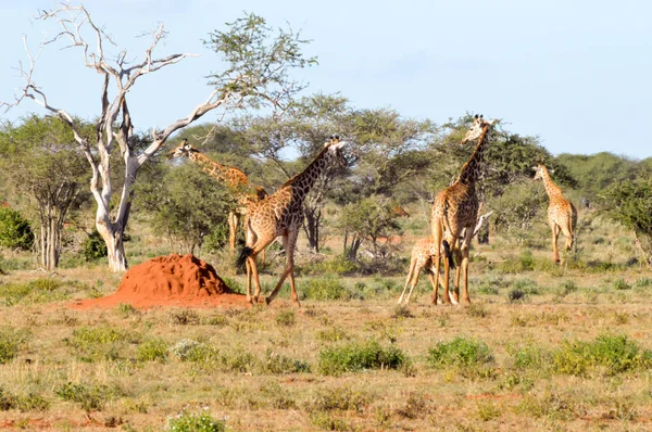 Varias jirafas caminando a través —  Fotos de Stock