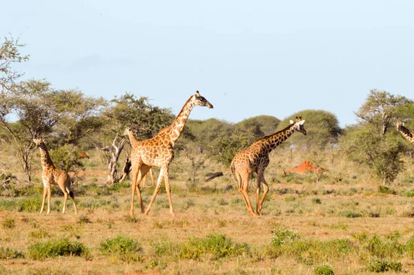 Několik žirafy procházky — Stock fotografie
