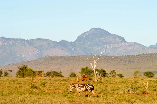 Kilátással a Tsavo East szavanna — Stock Fotó