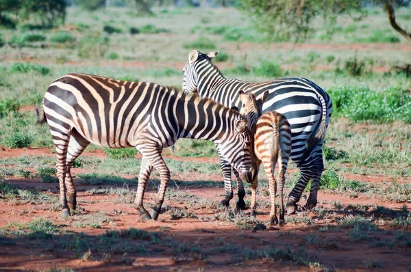 A szavanna fekve zebra — Stock Fotó