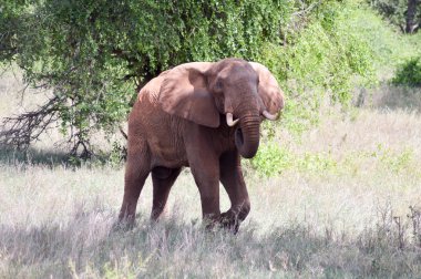 Kırmızı fil izole 