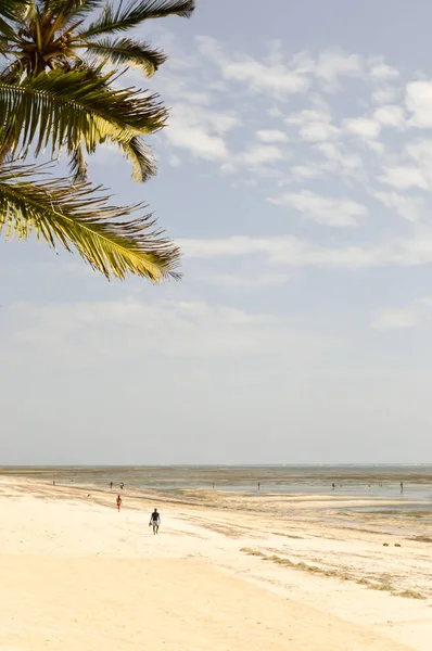 Rama de palmera contra — Foto de Stock