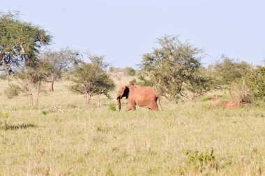 Savannah izole kırmızı fil 