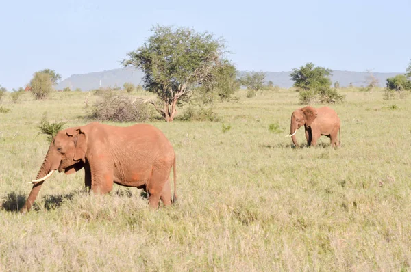 Isolierter roter Elefant in der Savanne — Stockfoto