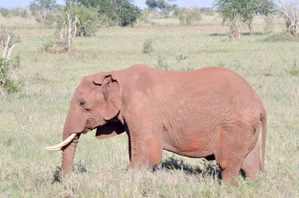 Éléphant rouge isolé dans la savane — Photo