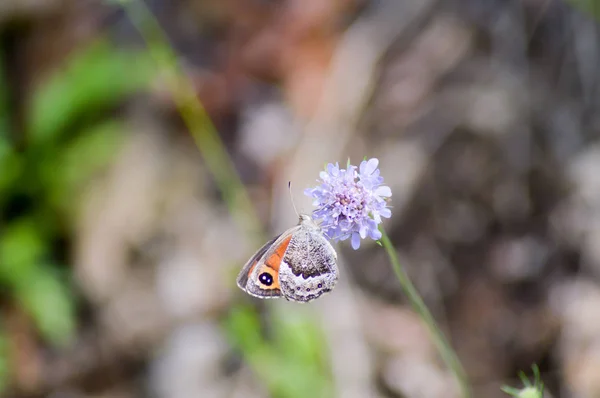 Papillon orange posé sur flotteur mauve — Photo