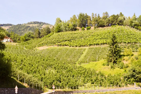 Apple and vineyards — Stock Photo, Image