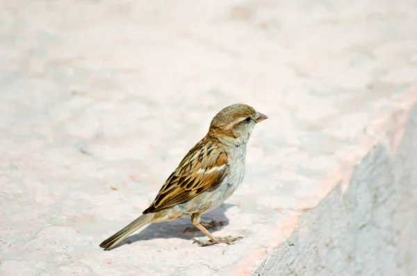 Sparrow posou em uma pedra — Fotografia de Stock