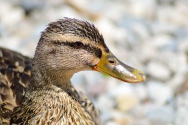 Çakıl taşları üzerinde yürümek ördek kafa 