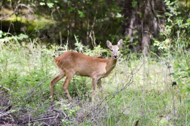 Ormanda yumurta geyiği 