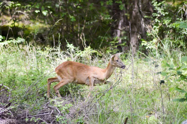 Capriolo nella foresta — Foto Stock